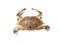 Three spot swimming crab (Portunus sanguinolentus)Â orÂ red-spotted swimming crab isolated on white background